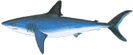 Mako shark, offshore fishing