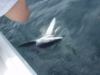6-15 - Releasing a Blue Shark at boatside, June 15th.