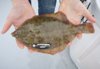 Winter Flounder with radio tag.