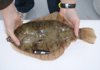 Winter Flounder with radio tag.
